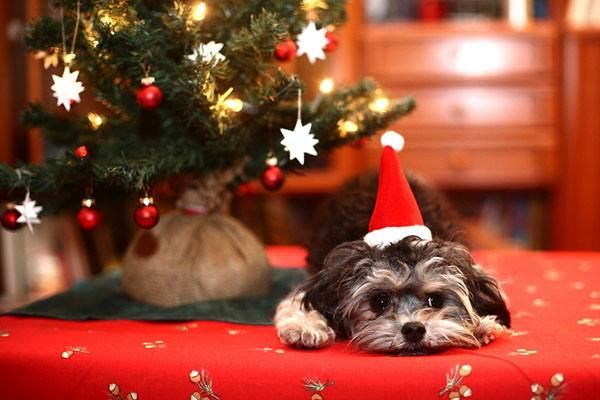 Hund neben Tannenbaum mit roter Mütze auf (Weihnachten)